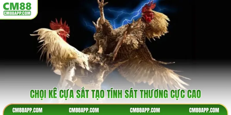Chọi kê cựa sắt tạo tính sát thương cực cao