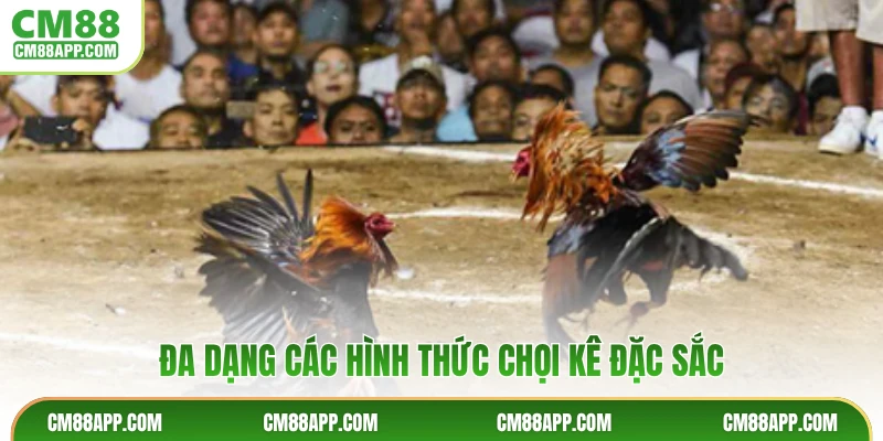 Đa dạng các hình thức chọi kê đặc sắc