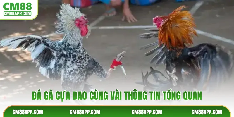 Đá gà cựa dao cùng vài thông tin tổng quan