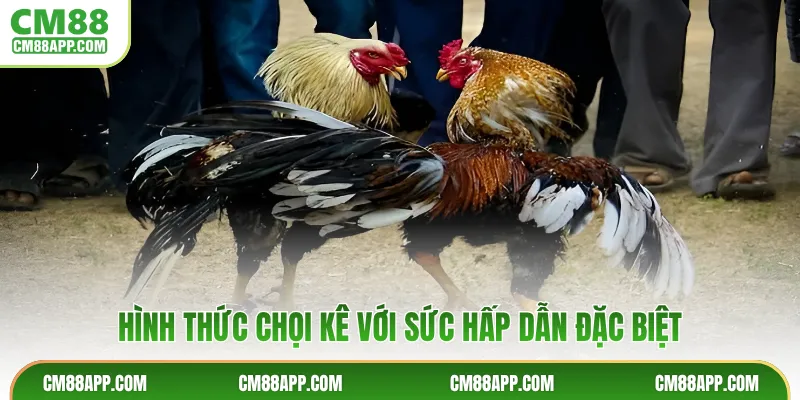 Hình thức chọi kê với sức hấp dẫn đặc biệt